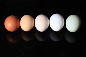 معیارهای شناسایی تخم مرغ مرغوب: